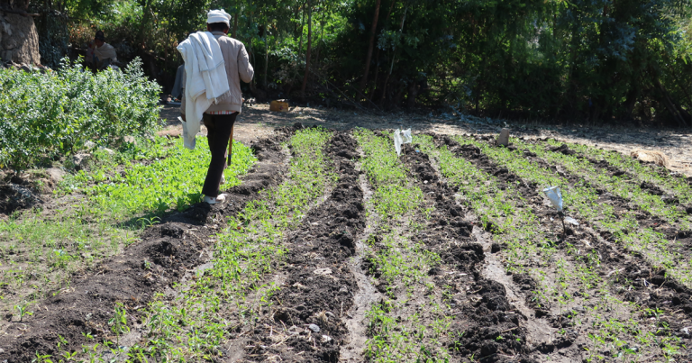 Diageo launches climate solutions fund for African smallholder farms