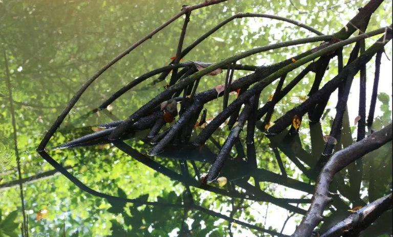 Nature-based solutions: 4 predictions for 2026